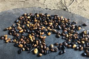 Ethiopian Coffee Bean. Facts about the Coffee Ceremony in Ethiopia. Absolute Ethiopia