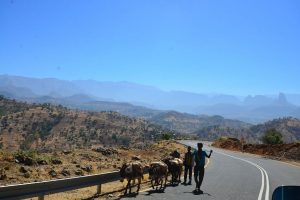 Donkeys on Ethiopian Roads. Your Checklist to Choosing the Right Ethiopian Travel Agency in 2020. Absolute Ethiopia