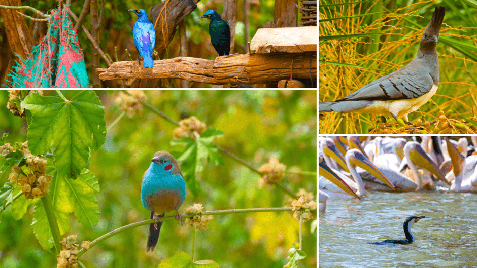 ethiopian birds