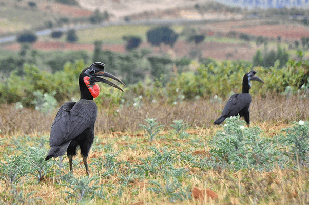 bird species ethiopia