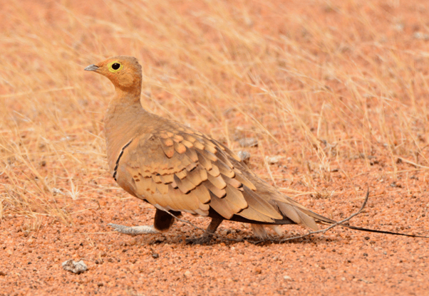 sandgrouse species ethiopia