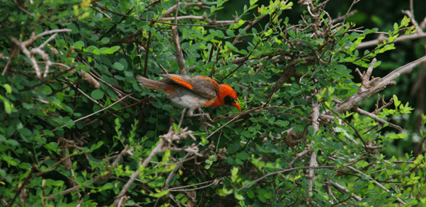 endemic birds ethiopia