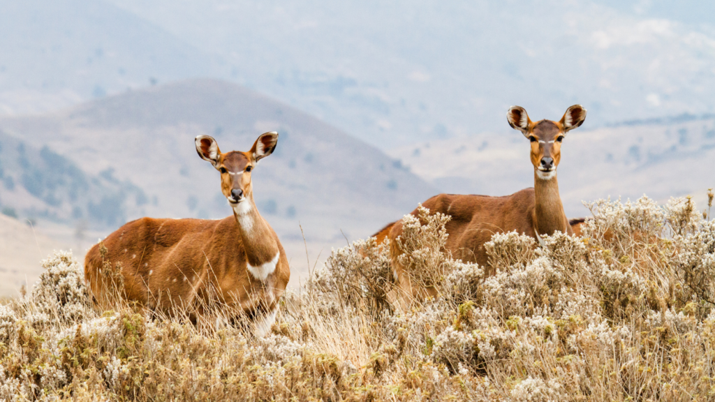 Bale Mountains, Ethiopia gallery photo 4