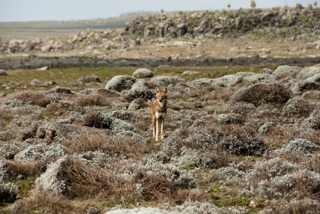 Simien Mountains, Ethiopia gallery photo 2